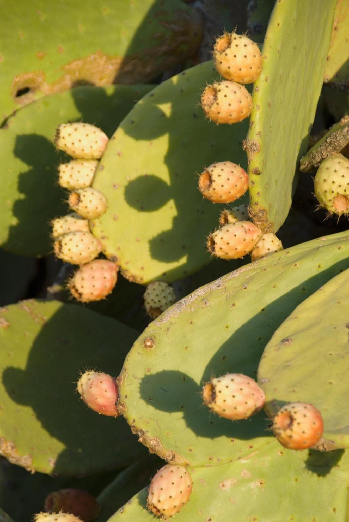 El Jardin De Los Suenos Родалкилар Екстериор снимка