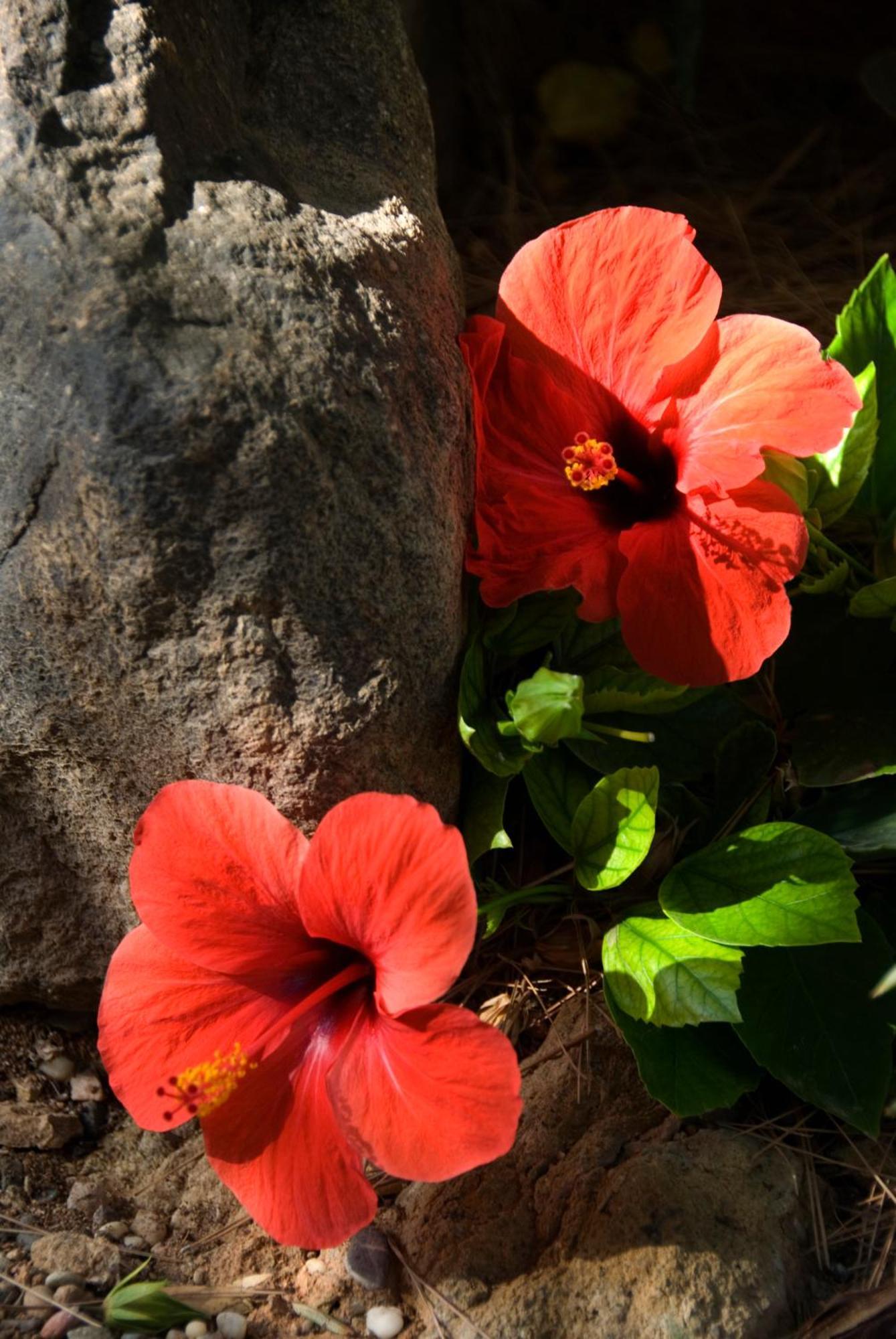 El Jardin De Los Suenos Родалкилар Екстериор снимка